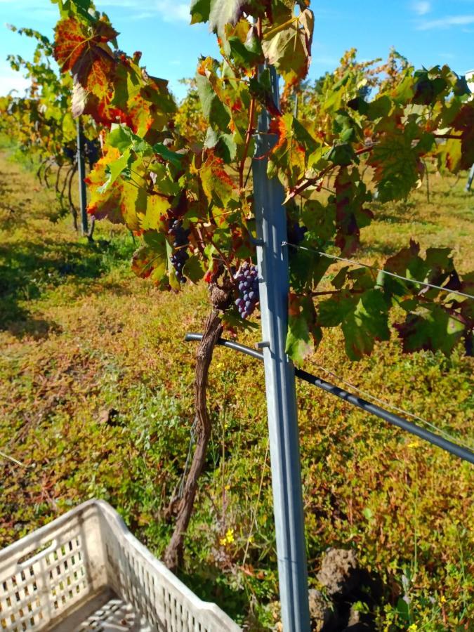 Вилла Etnasentieri Wine House On Etna Mount Бельпассо Экстерьер фото